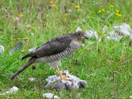 Eurasian sparrowhawk