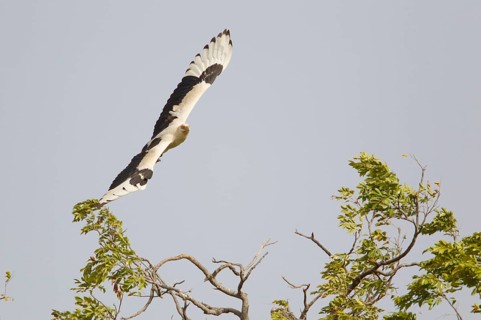 Palm-nut vulture