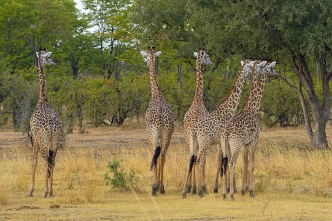 Thornicroft's Giraffe