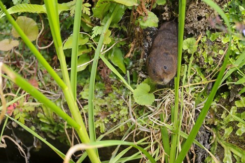 Eastern vole