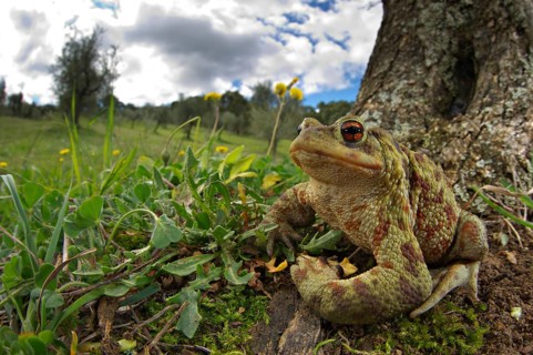 Common Toad
