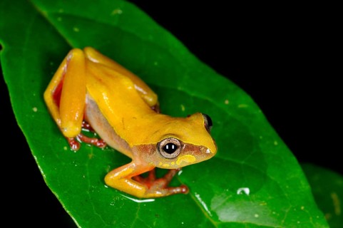 Brown reed frog