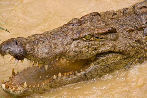 Nile Crocodile