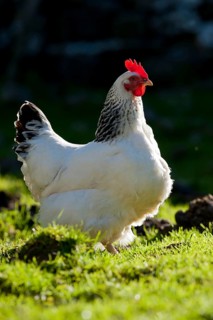 Domestic fowl