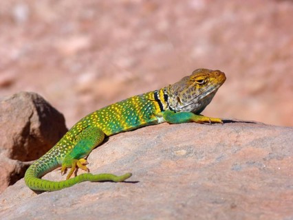 Golden-collared iguana