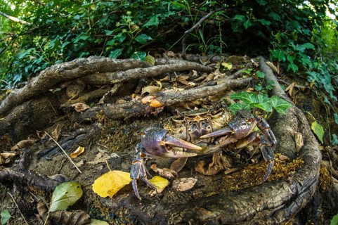 Freshwater Crab