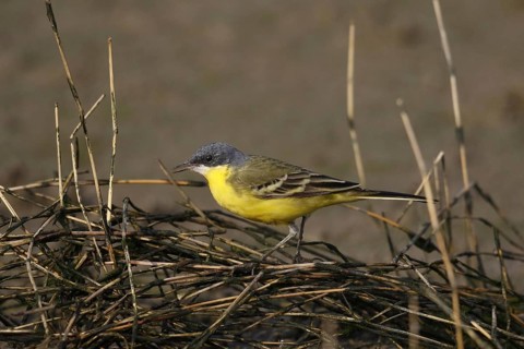 Eastern Yellow Wagtail