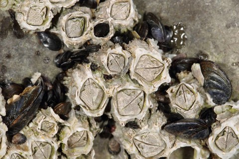 Adult acorn barnacle