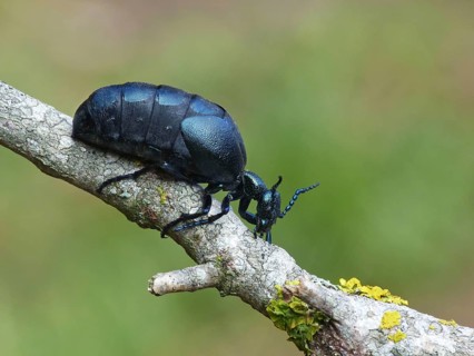 Black Oil Beetle