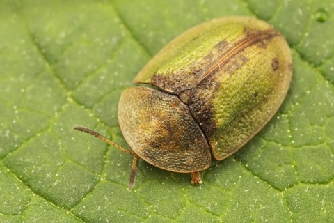 Green Tortoise Beetle