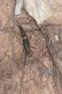 Rockjumper