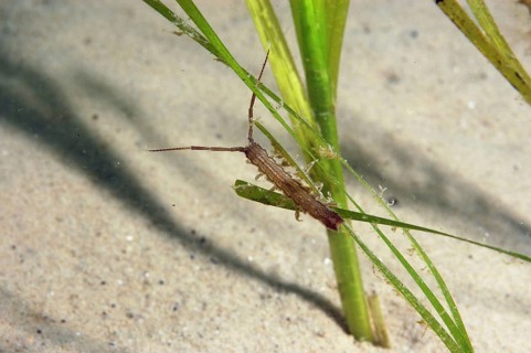 Isopod