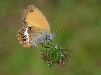 Pearly heath