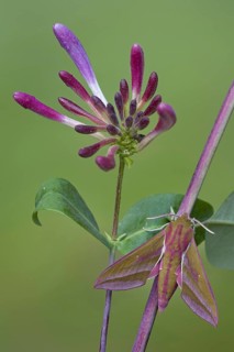 Elephant Hawkmoth