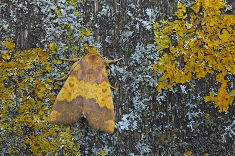 Barred Sallow