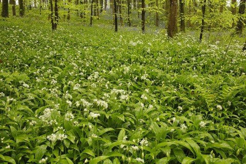 Ramsons