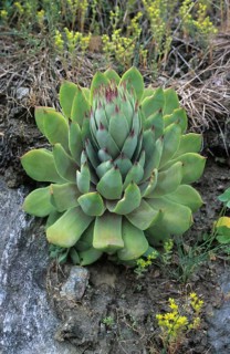 Tectorum
