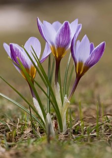 Silvery crocus