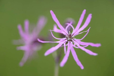 Ragged Robin