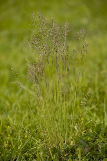 Common red fescue