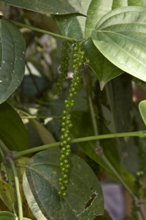 Black pepper is obtained by picking the green