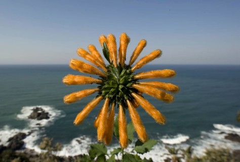 Wild lion's tail
