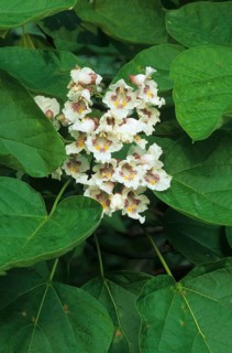 Northern catalpa