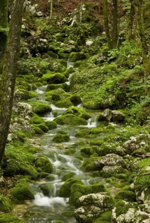 Spring and source of the stream with mossy boulders in old beech and sycamore maple forests on limestone
