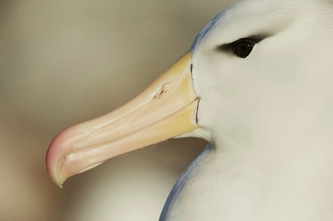 Adult black-browed albatross
