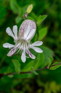 Bladder campion