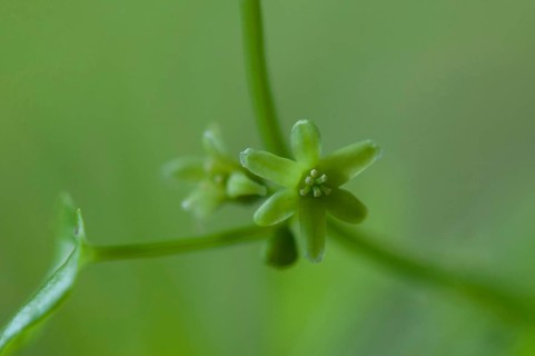 (Dioscorea) communis