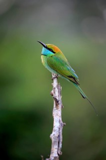 Green bee-eater