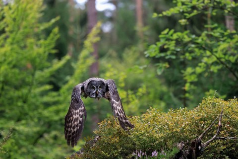 Great Grey Owl