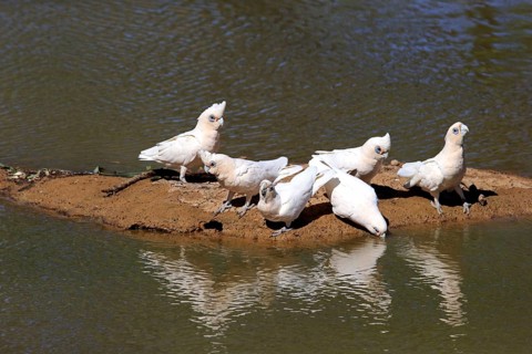 Little corella
