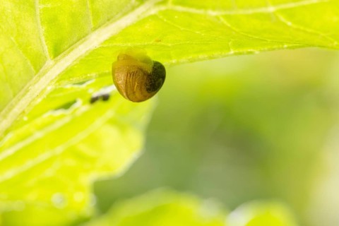 Carthusian Snail