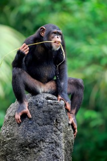 Chimpanzee