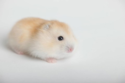 Young Russian Dwarf Hamster