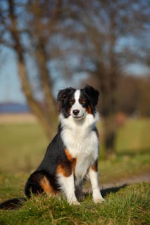 Australian Shepherd