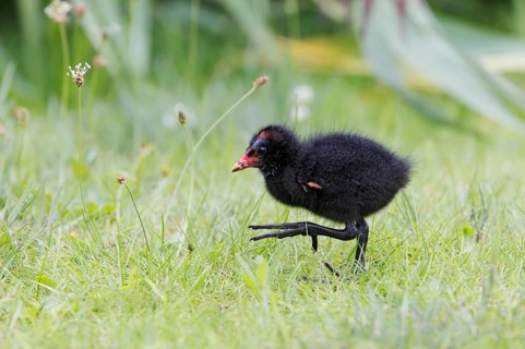 Moorhen