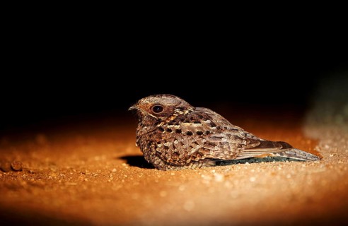 Fiery-necked nightjar