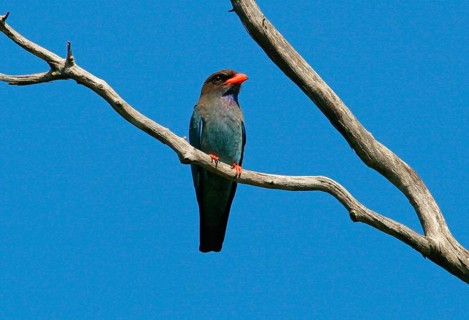 Dollarbird