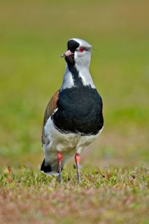Southern Lapwing