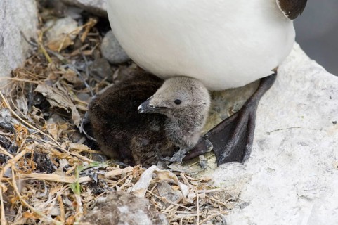Razorbill