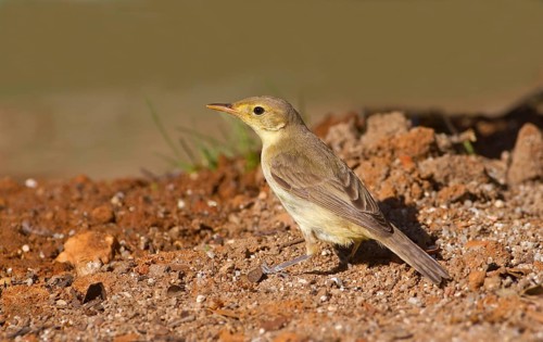 Melodious Warbler