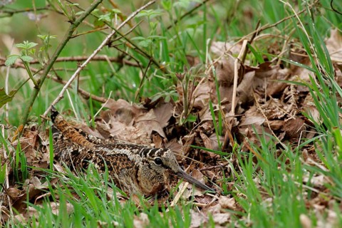 Eurasian woodcock