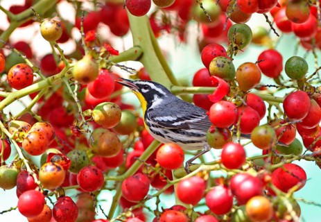Yellow-rumped warbler