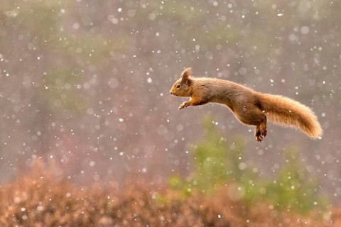 Eurasian red squirrel