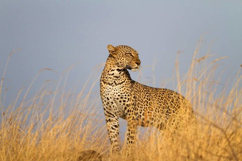 African leopard