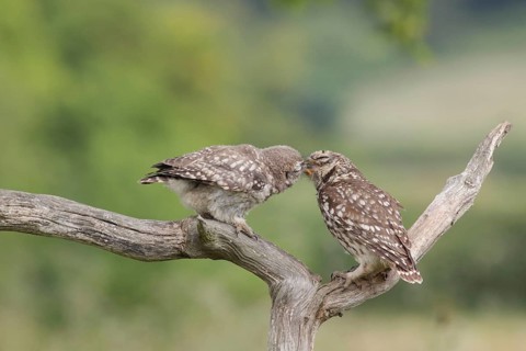 Little Owl