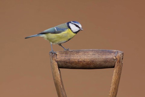 Blue tit